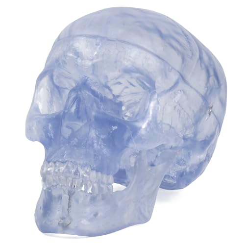 頭蓋骨模型と脳模型のセット　3B Scientific Amazon.co.jp: 頭蓋骨模型と脳模型のセット - 頭蓋，脳付，8分解