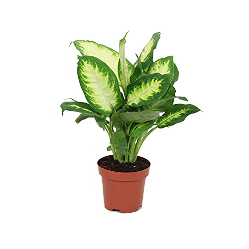 Planta de Interior Dieffenbachia Camilla Planta Natural de Hojas Grandes