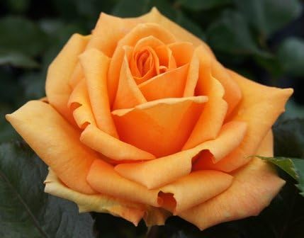 Apuldram Roses "SIMPLY THE BEST" - Hybrid Tea Bush Rose (Potted)