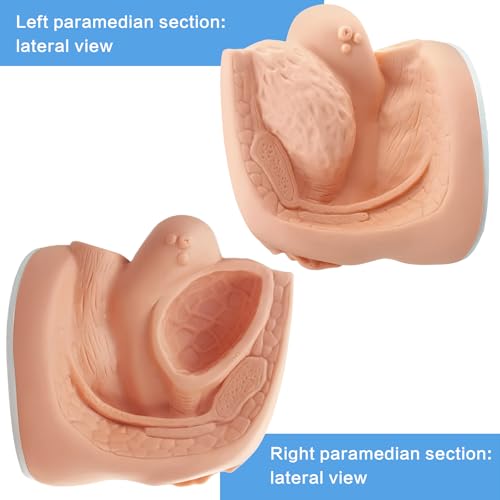 Image of Female Catheterization Model Internal and External Genital Anatomy Model for Clinical Teaching and Medical Education Training Practice, 1 Piece
