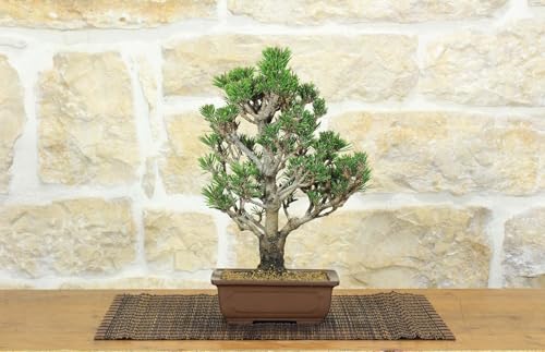 Abono Bonsai Otoño Marca 