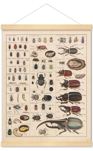 Meishe Art Poster vintage con stampa di insetti e specie, diagramma entomologico, decorazione da parete per aule e discoteche legno a stecche e corda per appenderla, 40 x 50 cm