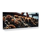 Sense Canvas Barnacle Shadows 64 - Lienzo decorativo para pared (152,4 x 60,9 cm), diseño de sombras de percebes