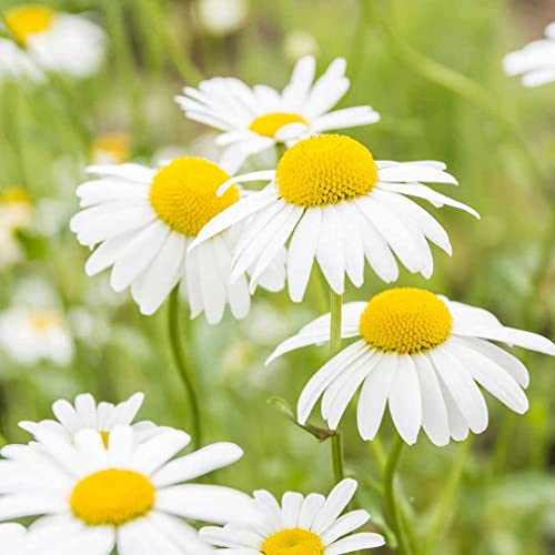 Cemeha Seeds - German Chamomile Perennial Herbs For Planting 2500 Seeds #TOP20
