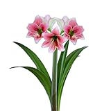 Amaryllis Misty | Fragrant - Huge Exotic Pink Blooms - 1 Large Amaryllis Bulb for Planting - Bulb | Ships from Easy to Grow TM