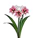 FRAGRANT Pink Amaryllis Misty - 20+cm Bulb Exotic Amaryllis