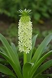 Eucomis 'Autumnalis' – Pineapple Lily Bulbs for Unique Late-Season Blooms - Plant Unique Lilies (3 Bulbs)