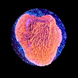 Tofu's Tanks - Red Cap Montipora - Live Coral Frag - 100% Li...