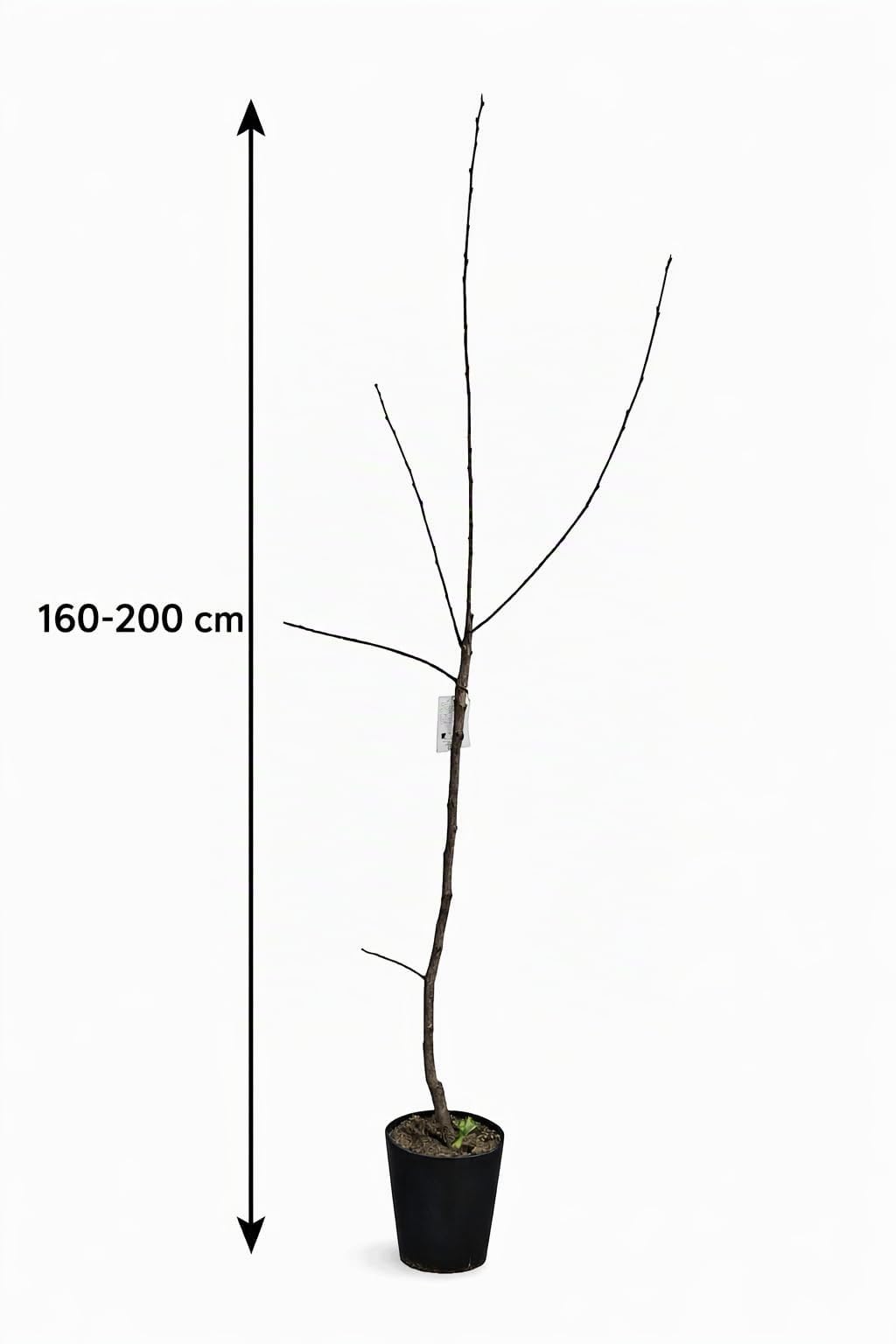 Kaki Baum Diospyros kaki Mela - 160-200 cm - winterharte Sharonfrucht/Kakipflaume, exotischer Obstbaum für Garten & Terrasse, süße vitaminreiche Früchte, pflegeleichte Kübel- & Gartenpflanze