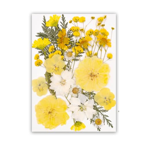 Set artesanal natural de flores secas para decoración miniatura 1