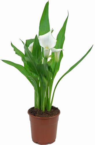 Lirio de Agua o Cala Planta de Flores Naturales y Resistente para el Jardín