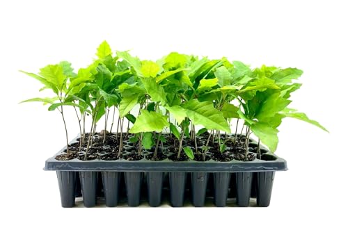 Shumard Red Oak | 10 Live Trees | Quercus Shumardii | Drough...