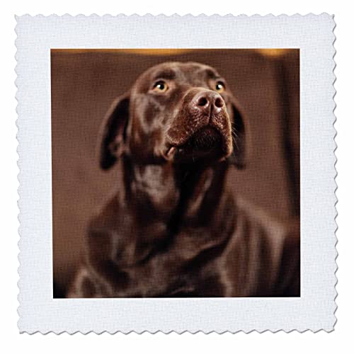 3dRose 14x14 inch Quilt Square, Chocolate Lab Pet Dog Labrador Retriever Photo