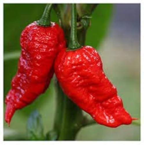 30 SEMI DI PEPERONCINO BHUT JOLOKIA