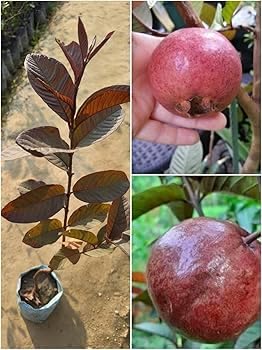 Image of SRIYA NURSERY Guava Plant Hybrid,Thai Variety (Air Leyaring) All Season Red Fleshed & Red Skin, high-yielding Amrood Fruit Plant /Idal for home gardens and container (pack of 1)