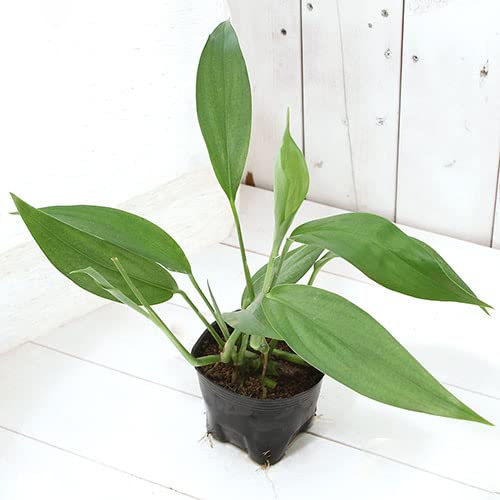 ヤマサキカズラ ビバリウムプランツポット ヤマサキカズラ(無農薬)(1ポット