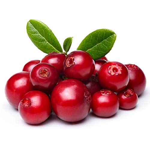 Outsidepride Vaccinium Vitis-Idaea Mountain Cranberry Fruit Plant Seeds - 1000 Seeds #TOP1
