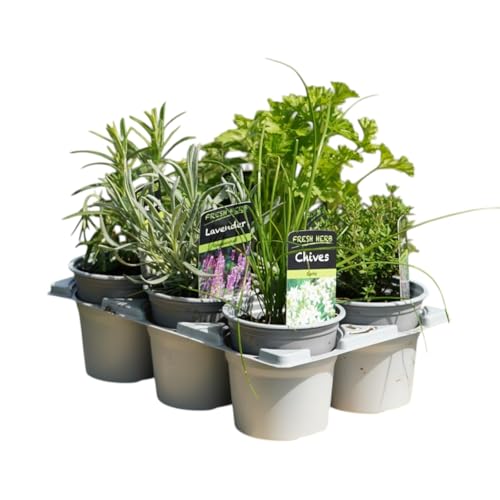 Carbeth Plants 6 x Herb Plants in 9cm Pots - Culinary Herbs