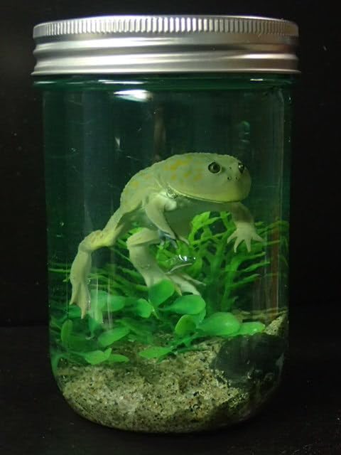 Amazon | 水中ジオラマ マルメタピオカガエル 奇譚クラブ