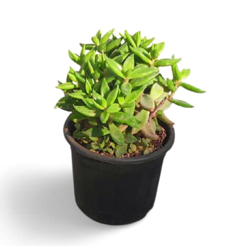 OhhSome Succulent Plant Lenophyllum Latum - Perennial Office Plants Indoor |Home|Indoor|Bedroom|Table|Living Room|Office Decoration Gift (Healthy Live Plant) (B09K4GR2ZL) Amazon Price History, Amazon Price Tracker