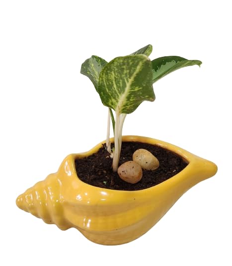 Nested Greens - Ceramic Planter Shankh Modern Minimalistic Shell Pot Plant Container for Home Decoration - Yellow (Pack of 1) (B0CHJQ7D44) Amazon Price History, Amazon Price Tracker