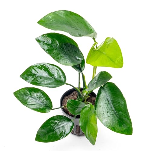 SubstrateSource Anubias Live Aquarium Plants - Anubias Nana Tropica (Anubias barteri Nana) - Low Light Epiphytic Rhizome for Foreground to Midground Freshwater Aquascapes, Dark Green Accent - Pot