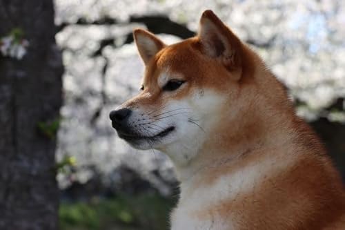 ỹ|XgJ[hzČCN^Ẽ}Voƍ̗tnKLWphoto by MIRO