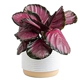 Costa Farms Calathea Pink Star Live Plant in Decorative Pot, Indoor Houseplant, Perfect for Home,...