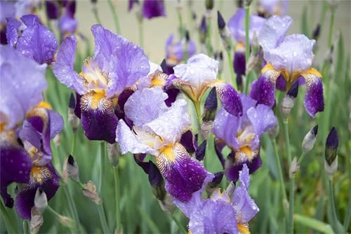 Germanica Bulbos, Iris Bulbos, Iris Reticulata, Bulbos OtoñO Iris, Cultivos De Colores Brillantes, De Crecimiento Rápido, PlantacióN Principiante Resistente Al FríO, 4bulbos-G