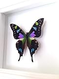 Real Purle Spotted Swallowtail Butterfly Display Taxidermy Art