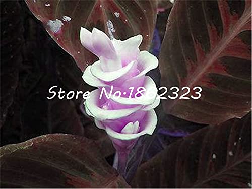 Kucus 100 Pcs Calathea Seeds - 95% Budding Rate, Foliage Plant Seeds For  Indoor & Outdoor Planting, Easy To Grow