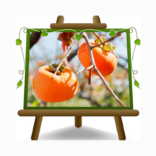 Kaki Pomme variété Jiro - Plante fruitière vieux sur pot 26 cm. - *hauteur maximale 180 cm. - 4 ans