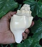 ASHIRWAD Genuine Blowing Shankh Vamavarti Dattatreya - Puja Ritual - Shankhnaad (5.5 inches)