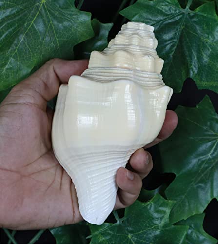 ASHIRWAD Genuine Blowing Shankh Vamavarti Dattatreya - Puja Ritual - Shankhnaad (5.5 inches)