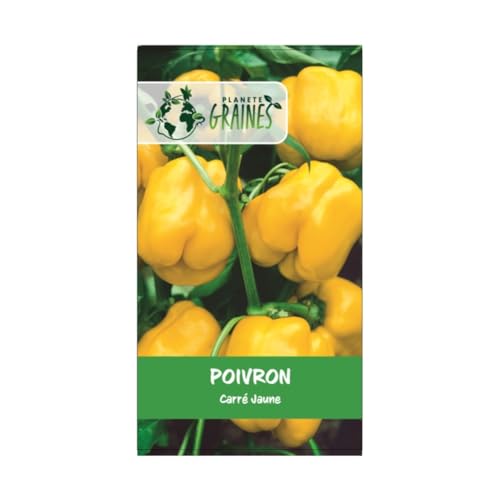 50 Graines Poivron Carré Jaune Yellow Bell – Gros Fruits Doux et Croquants – Variété à Chair Épaisse – Idéal Farcis ou Cru – Très Facile à Cultiver