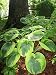 HOSTA Shade "Frances Williams" Shade-Loving 15+ Perennial Seeds