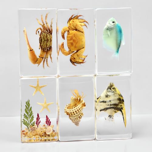 Image of Taxidermy Fish 7pcs, Real Sea Oceans Animals Fish Specimens in Resin Preserved, Clear for Closer-Look & Study, Science Educational Classroom Specimen for Home Office Ornament Gift (1.8x1.2x0.7-inch)