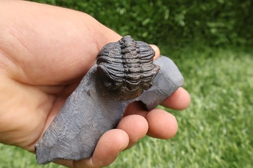 Image of Trilobite Fossil Phacops Trilobite Fossil Trilobites Rock Trilobite Fossils from Morocco Devonian Fossil A270