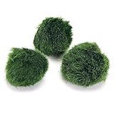 k2aqua 3 x Marimo Moss Balls Always Fresh Live Aquarium Plants Cladophora aegagropila Shrimp Safe Nano Tank Pet Plant Freshwater Tropical Coldwater Tanks