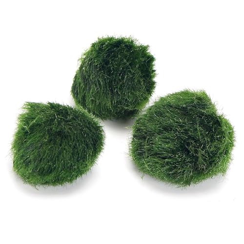 k2aqua 3 x Marimo Moss Balls Always Fresh Live Aquarium Plants Cladophora aegagropila Shrimp Safe Nano Tank Pet Plant Freshwater Tropical Coldwater Tanks