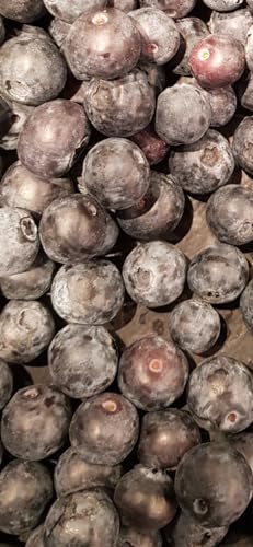 Vaccinium corymbosum 'Patriot' / Myrtillier 'Patriot/Godet/Fruitier