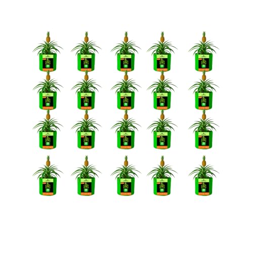 Image of Kingwell grow bags 15x15 inch pack of 20 Grow Bag For Terrace Garden Leafy Vegetable Plant Grow Bags Fruits Growing Containers For terrace Gardening