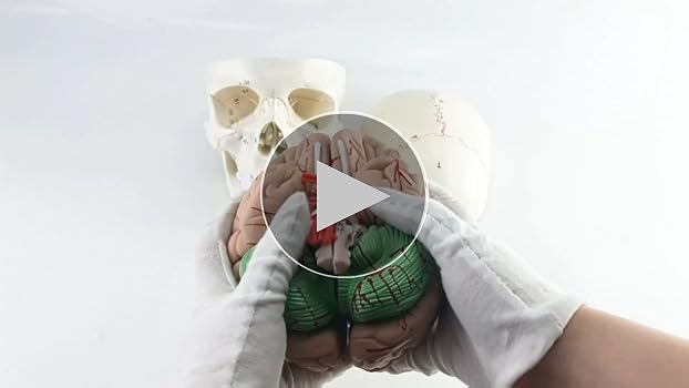 Amazon.com: QWORK Human Skull and Brain Anatomy Model, 11
