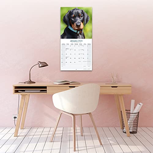 Dobermann (Euro) Calendar 2024 - Image 4