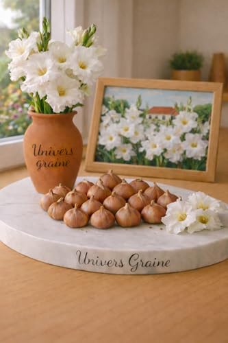 Lot de 20 Bulbes de Glaïeul - BLANC – Gladiolus – Lot de 20 bulbes calibre 8/10 – Floraison élégante et spectaculaire - Fleur Jardin - 497