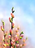 2 French Pink Pussy Willow Trees - Fresh Cuttings, Ready to Plant - Guaranteed to Grow - Ships from Washington, USA