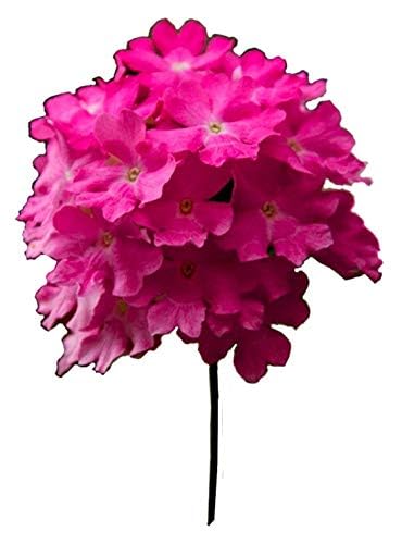Aceite esencial de Verbena (30 ml) 100 % puro y natural miniatura 2