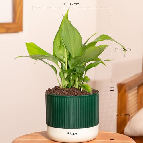 Image of Kyari Combo of 2 Indoor Plants - Money Variegated, Peace Lily with Green Self Watering Pot 4 Inch - Live Plants for Home Decor, Living Room, Office Desk - Air Purifying Vastu Plant Set