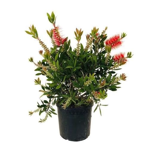Callistemon Arbusto Natural de Flores Rojas