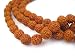 8mm Rudraksha Mala Beads - 108 Authentic Nepali Prayer Rosary Beads - The Bead Chest